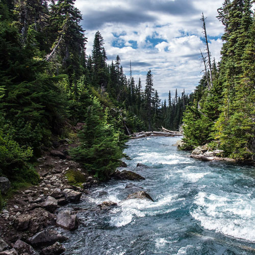 River in forest with rapids